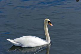 White swan on the water. Most large water bird with a long neck and a well-developed
