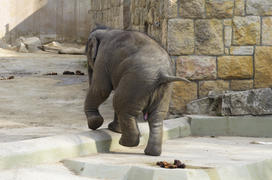 The elephant in the zoo. Big, big, strong animal. Safari object. Huge tusks