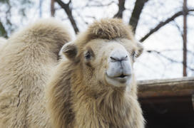Mammals. Bactrian camel in the zoo. Excellent means of transportation in the wilderness