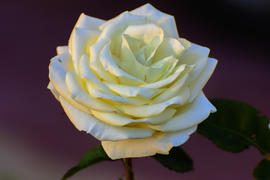 Белый бутон розы на бордовом фоне 