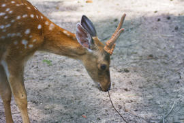 Sika deer - a mammal of the family Oleneva. Animals in the wild.