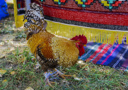 Rooster with a red comb and colorful plumage