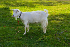 Белая коза на зеленом лугу 