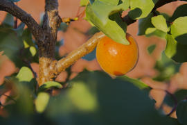 Ripe large apricot in the garden near private homes