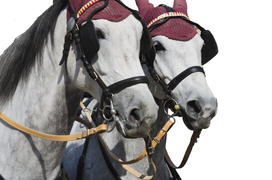 Horses in harness. Blinders, saddle, bridle, and other attributes on horseback. Sport Horse Riding