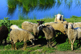 Стадо овец пасущихся на лугу 