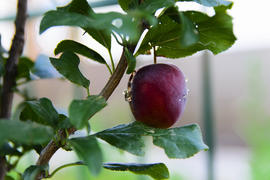 Red plum on the tree in the garden of a private house