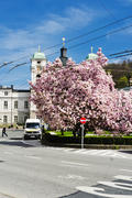 Flowering tree in the town square