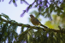 Jay sitting on a tree branch. Birds in the wild.
