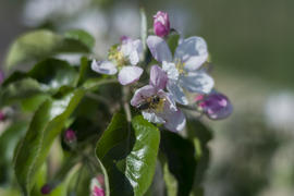 Bee pollinating flowers of apple trees in the home garden