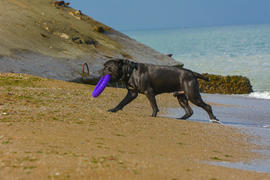 Ротвейлер собака на песке у моря играет с игрушкой в виде кольца