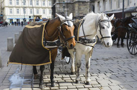 Horses in harness. Blinders, saddle, bridle, and other attributes on horseback. Sport Horse Riding