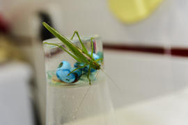 Locusts on the glass with toothbrushes in the bathroom.