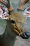 Sika deer - a mammal of the family Oleneva. Animals in the wild.