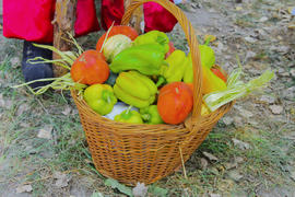 Skilled handicrafts. Fruits and vegetables at the fair