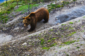 Live Bears in the city. Attraction Bern