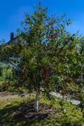 The orchard near the house. Cherries on the tree