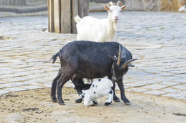 The goat at the zoo. Favorite pamper children and villagers