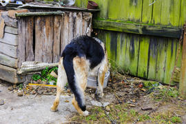 Собака во дворе у собачей будки 