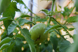 Green tomatoes on the bushes near a private house