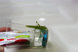 Locusts on the glass with toothbrushes in the bathroom.
