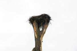  Гнездо аиста, выращенное на старом дереве в деревне