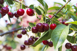 Ripe cherries in the garden of a private house