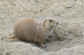 Marmot in the zoo. Wild, smart and savvy rodent