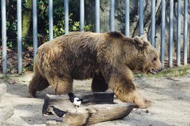 Bear in the zoo, Rough, powerful animal. Mammal, brown hair