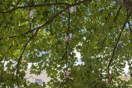 Photos hanging on a tree in the city of Lviv