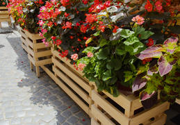 Flowers in pots in the streets. Design, decoration.