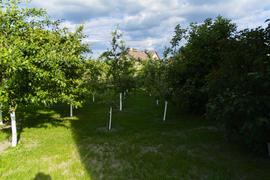 Fruit garden near private homes