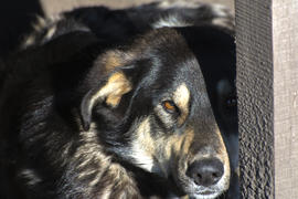 Сторожевая собака черного окраса