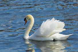 White swan on the water. Most large water bird with a long neck and a well-developed
