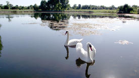 White swans on lake in Zhitomir. Ukraine. Magnificent fishing. Excellent rest