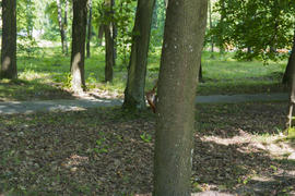 Squirrel on the nature of the sanatorium in the city of Lviv