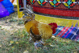 Rooster with a red comb and colorful plumage