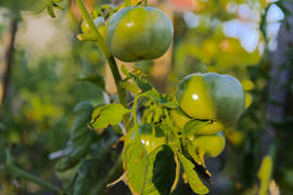 Green tomatoes on the bushes near a private house