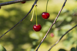 Ripe cherries in the garden of a private house