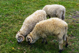 Овцы - форма дикого горного барана