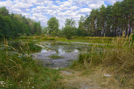 Small dry lake in the woods hot summer