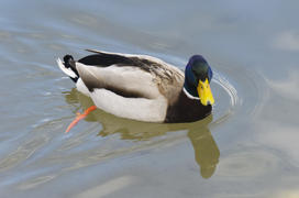 Duck. Various color of plumage. Birds medium and small size with a relatively short neck