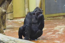 Gorilla at the zoo. Terrible and powerful animal in nature. Big, muscular, large primates