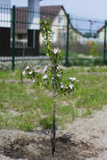Apple trees in bloom. Young trees.
