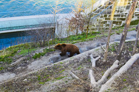Live Bears in the city. Attraction Bern