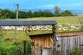 Стадо овец пасется у ворот частного дома