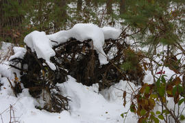 Кусты и пни, покрытые снегом в зимнем лесу