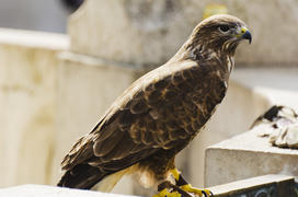 Falcon. Feathered bird of prey. Able to easily maneuver and develop extremely high speed