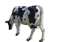 Корова на белом фоне 