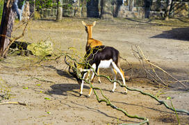 Horned antelope in a zoo. Herbivore with a beautifully curled horns. Most running speed and jumping 